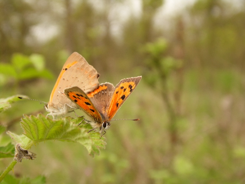 Lycaena phlaeas : accoppiamento